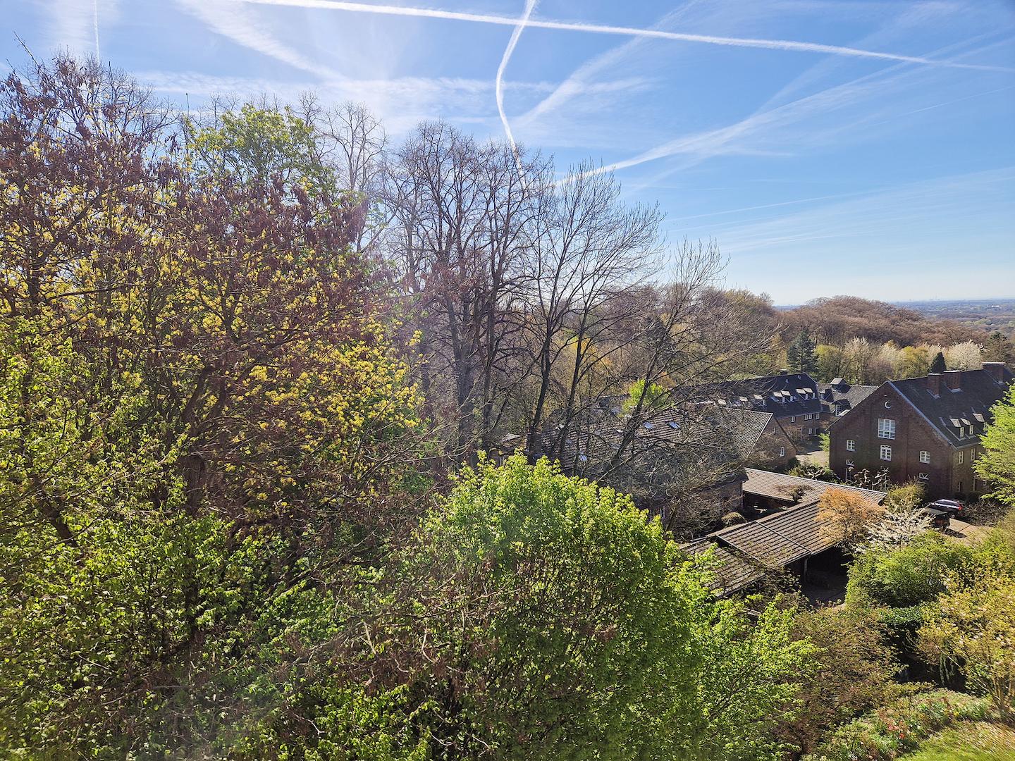 Baumkronenpanoramablick