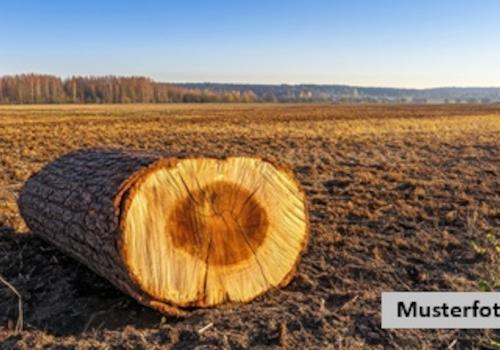 Keine Originalbilder