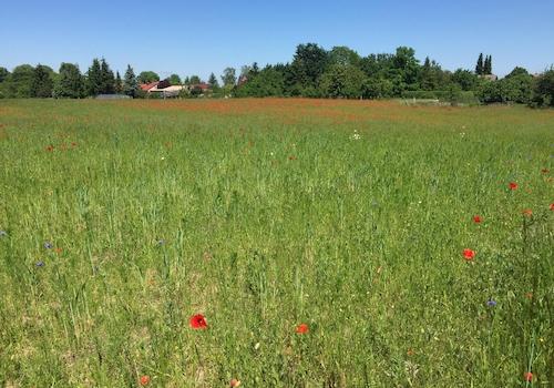 Blühendes Ortsteilumfeld