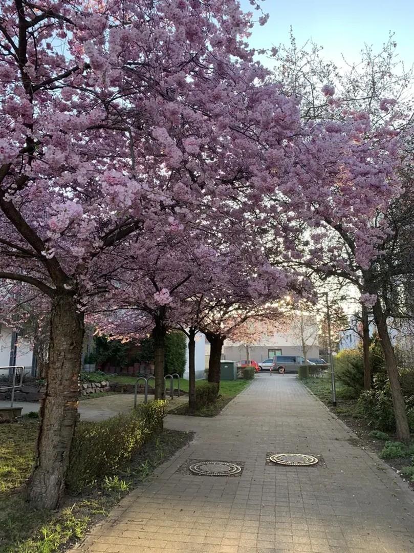 Frühling rund ums Haus