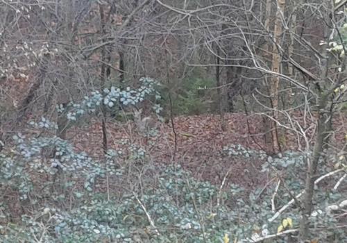 Blick direkt in den Wald