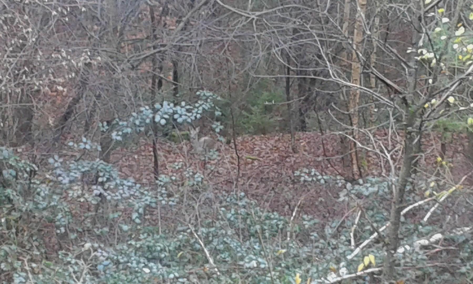 Blick direkt in den Wald