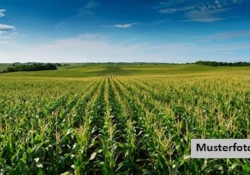 Keine Originalbilder