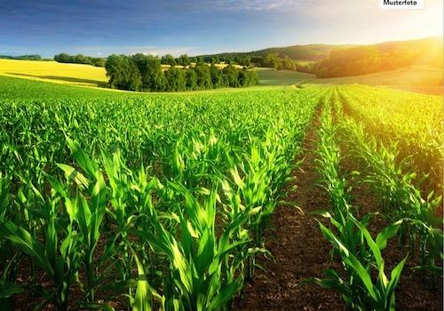 Ackerland_Musterfoto