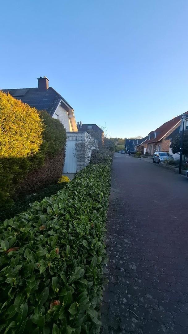 Gartenansichten am Morgen