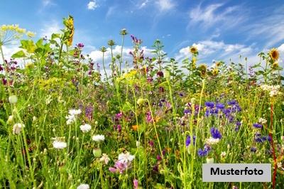 Keine Originalbilder