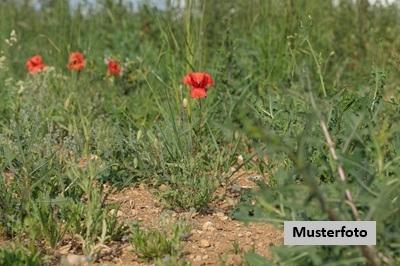 Keine Originalbilder