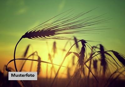 Keine Originalbilder