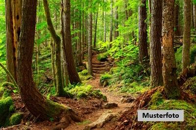 Keine Originalbilder