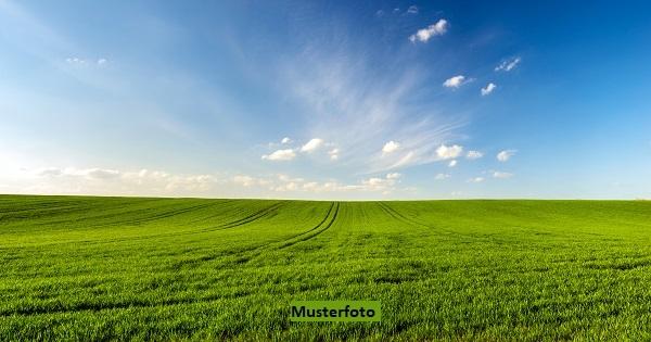 Keine Originalbilder