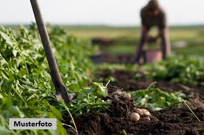 Keine Originalbilder