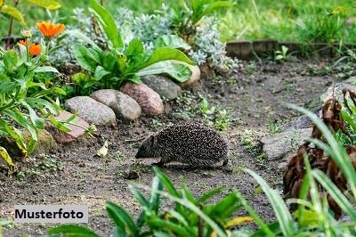 Keine Originalbilder