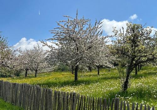 Ausblick Streuobstwiese