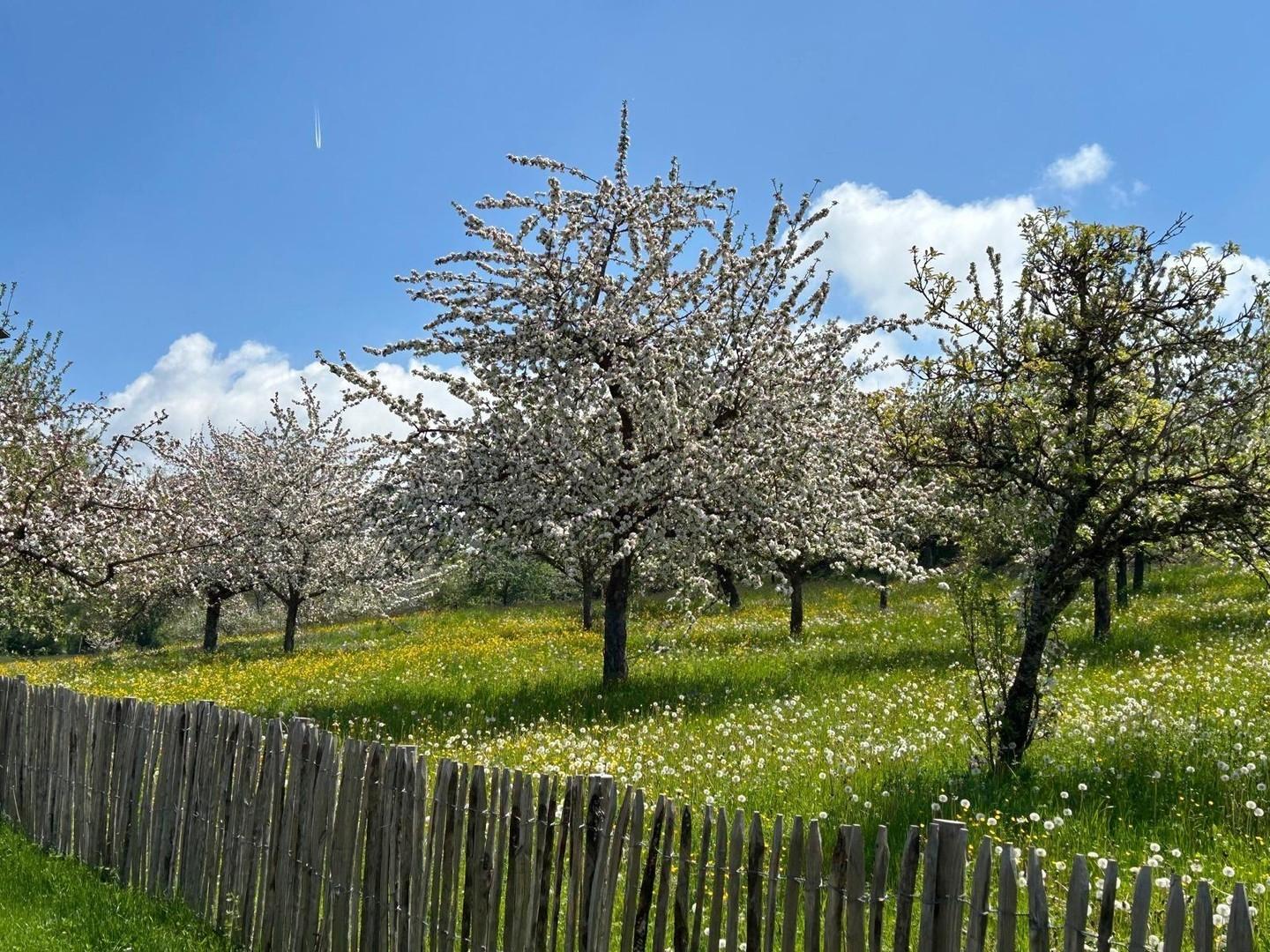 Ausblick Streuobstwiese