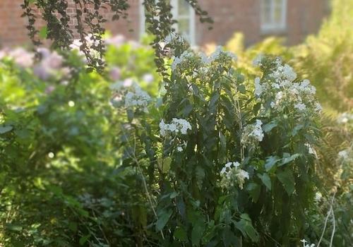 Garten Blick aufs Haus