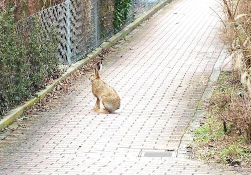 mehrfache Hasensichtung um Obj