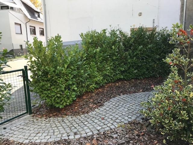 Garten mit Ausgang 