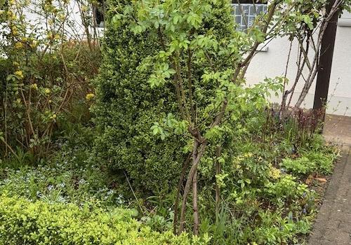 Vorderhaus Grünfläche