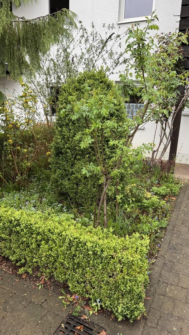 Vorderhaus Grünfläche