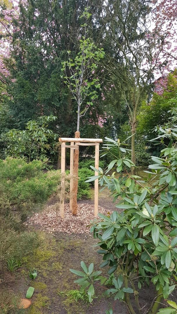Ersatzgepflanzter Baum