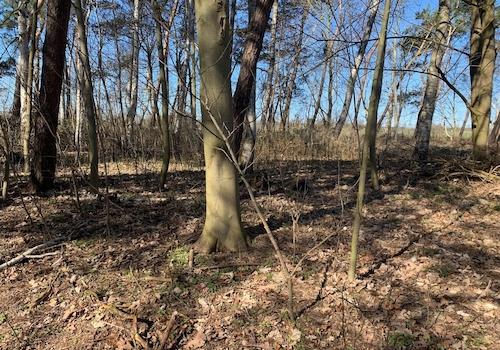 Eigener Wald des Anwesens