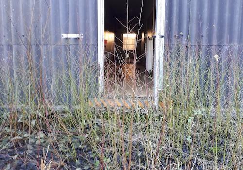 defekte Notausgangstür aussen