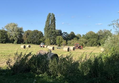 Spätsommer Zingerwiese