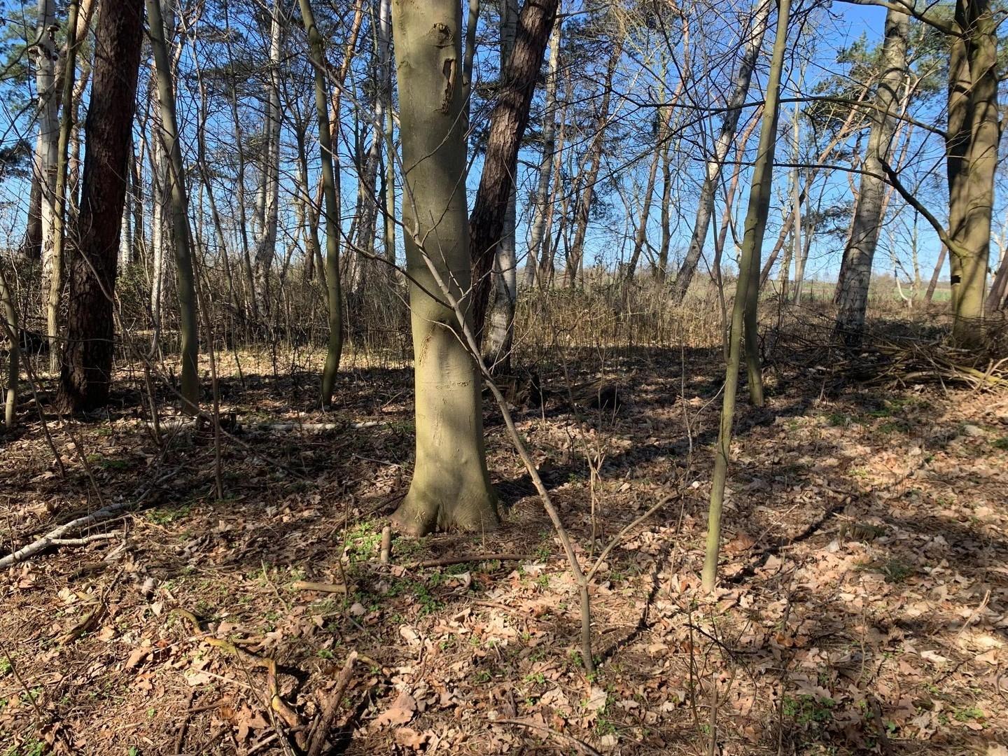 Eigener Wald des Anwesens