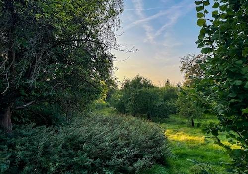 Platz zum Grasen (2)