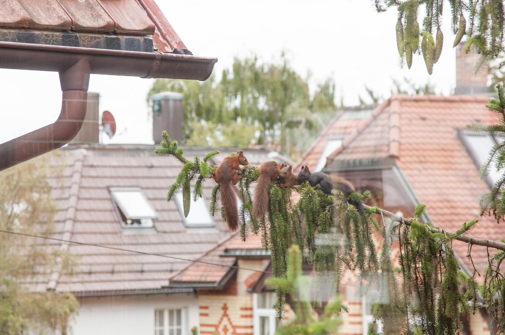 unsere Eichhörnchenfamilie