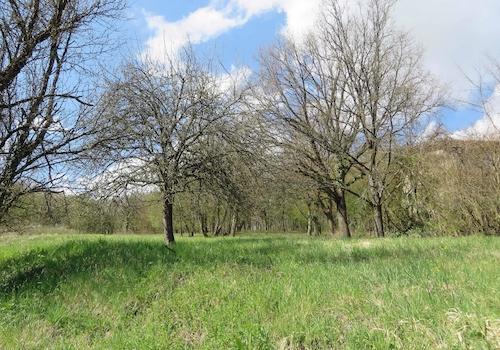 Blick aufs Grundstück