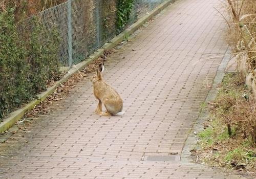 Hasen unweit Objekt