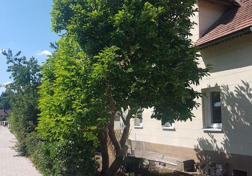 Magnolie vor dem Haus