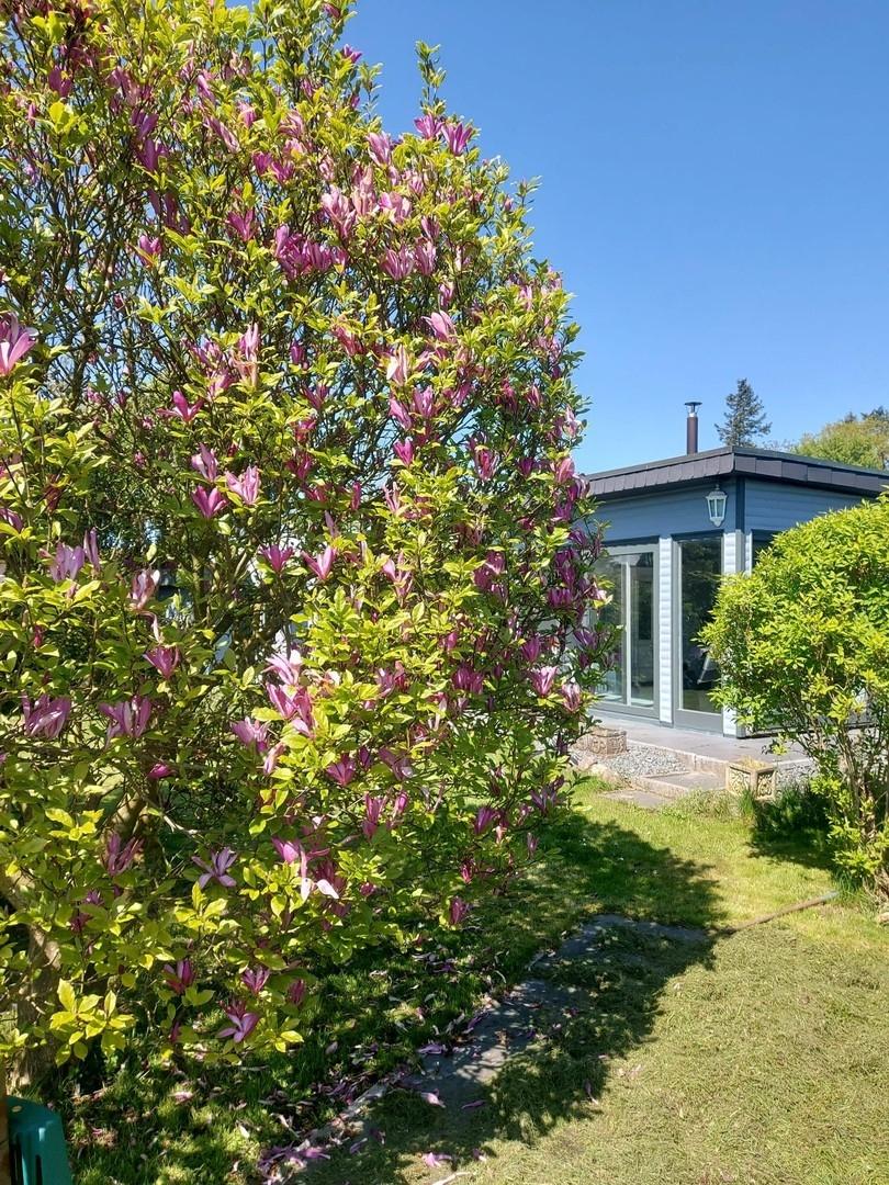 Garten mit Blick auf das Haus