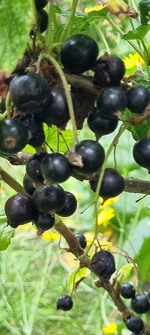 Ihre Beeren