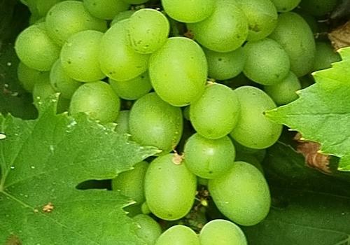 Eigener Wein im August