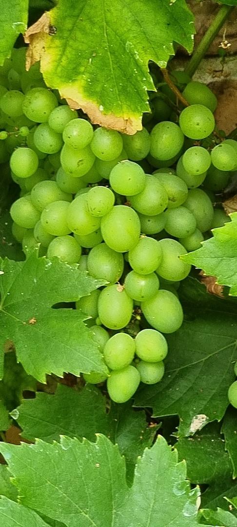 Eigener Wein im August