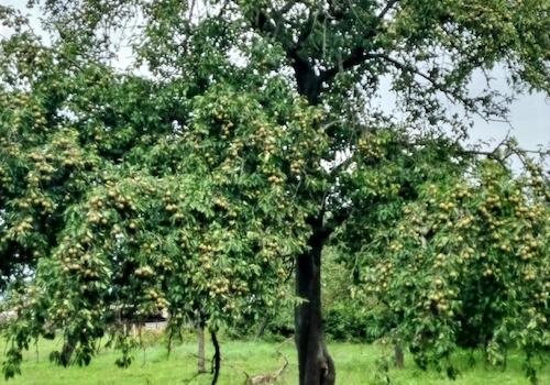 Birnen - echt lecker