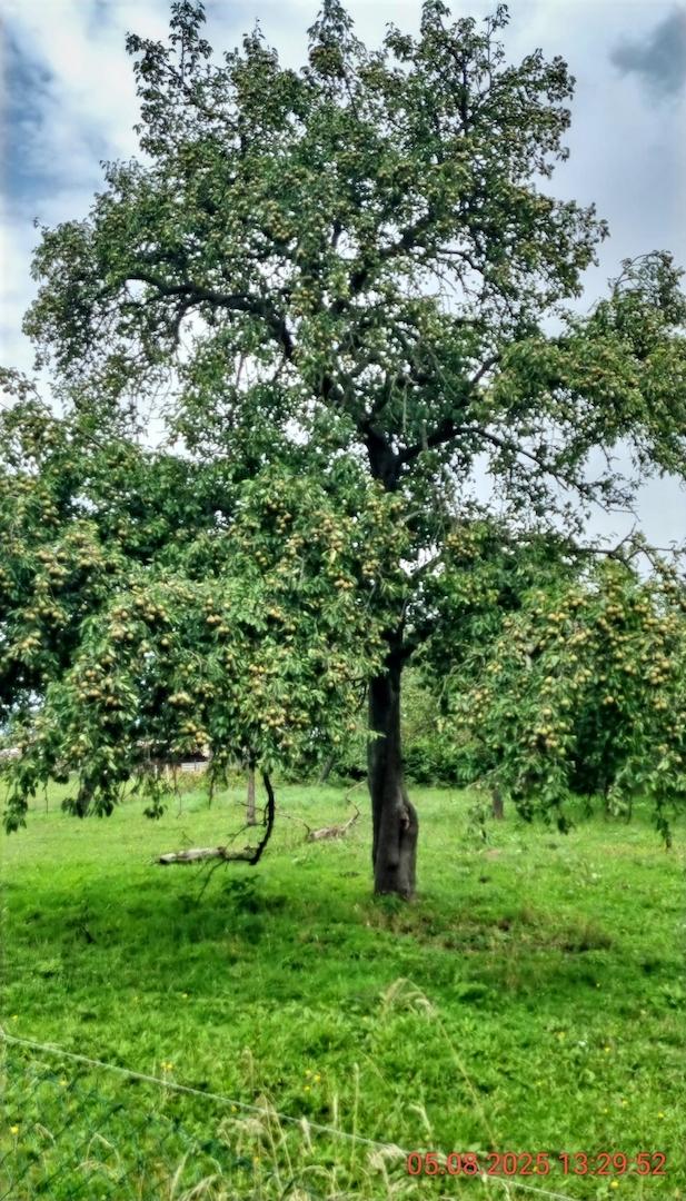 Birnen - echt lecker