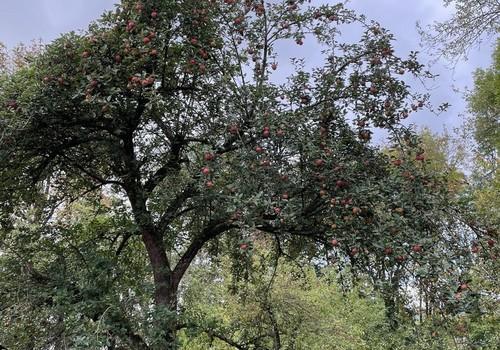 Alter Obstbaum Harzvilla