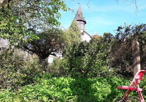 Bärlauchfeld im Garten