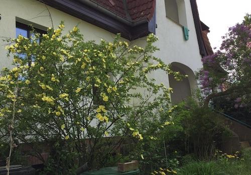 Hausdetail im Frühling