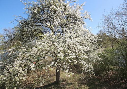 Blühender Birnenbaum u. Sicht auf Teich