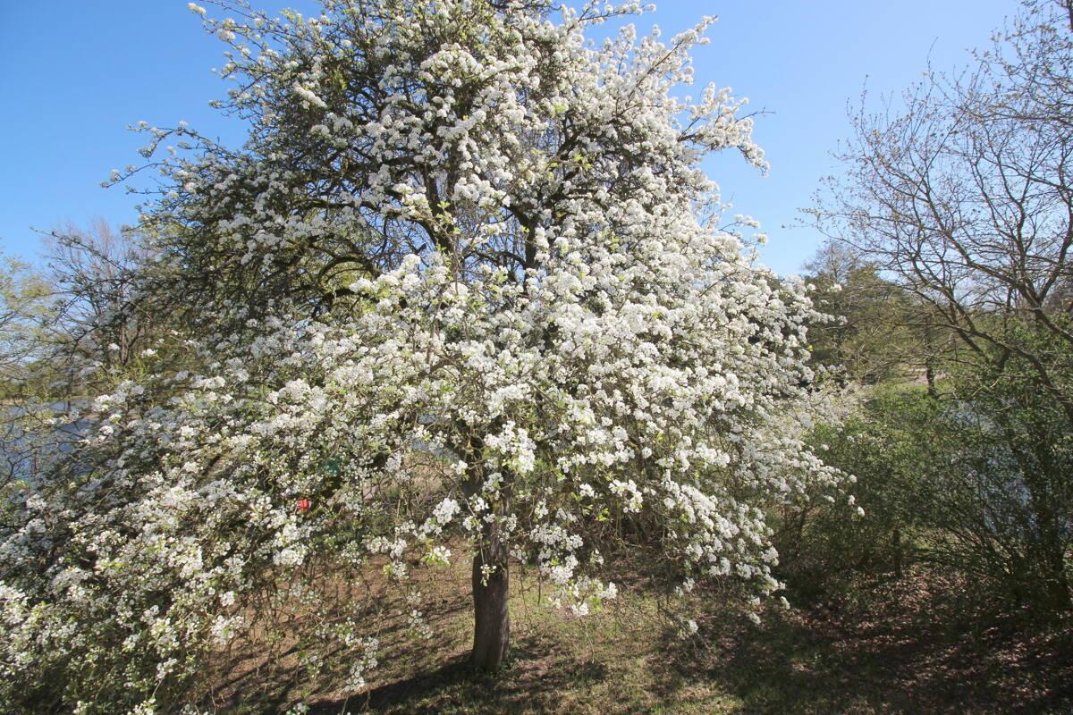 Blühender Birnenbaum u. Sicht auf Teich