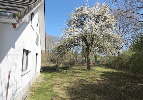 Eigener, prächtig blühender Birnenbaum
