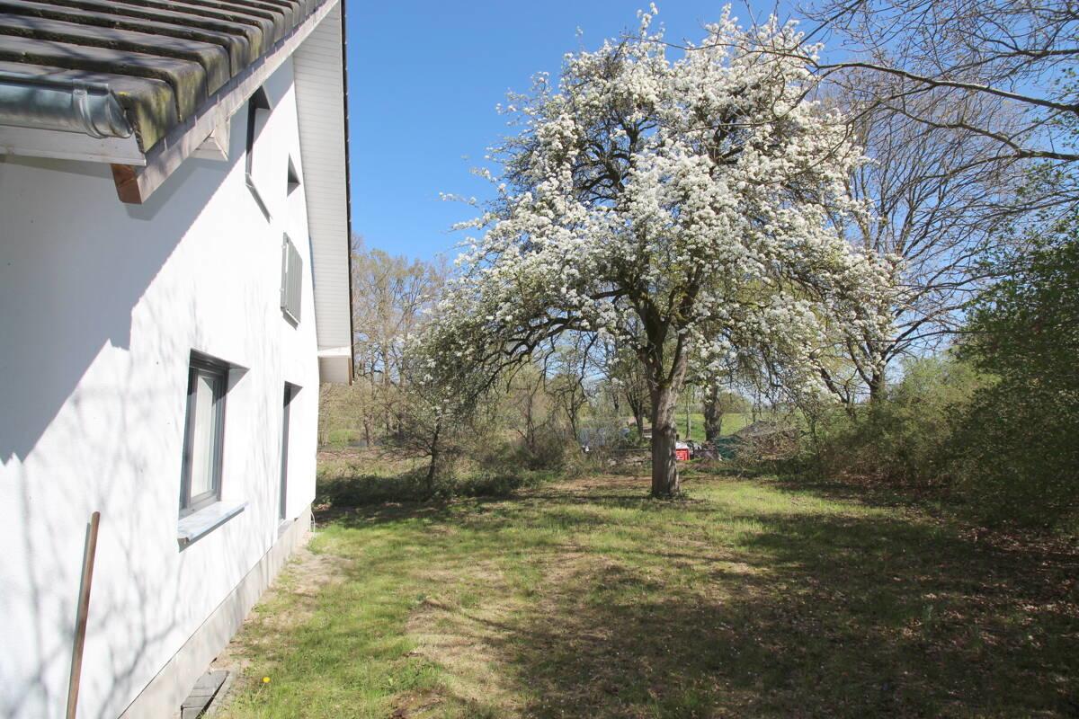 Eigener, prächtig blühender Birnenbaum