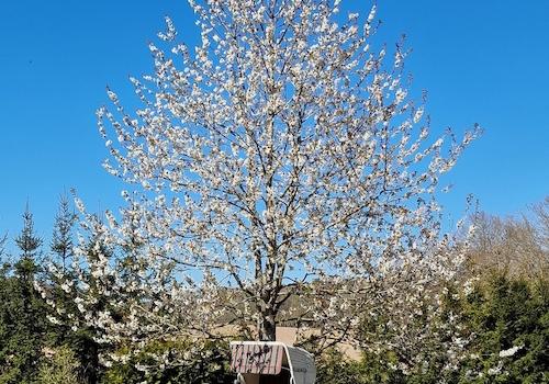 Ruheoasen im eigenen Garten