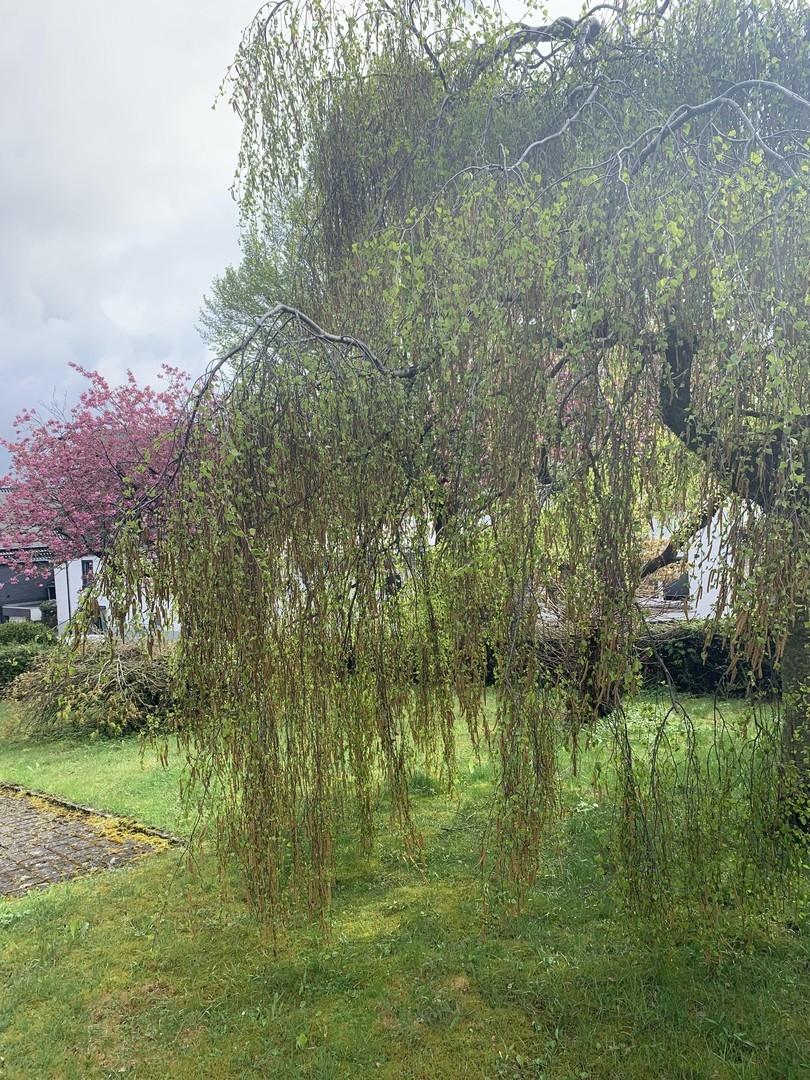 Garten Nebenstraße