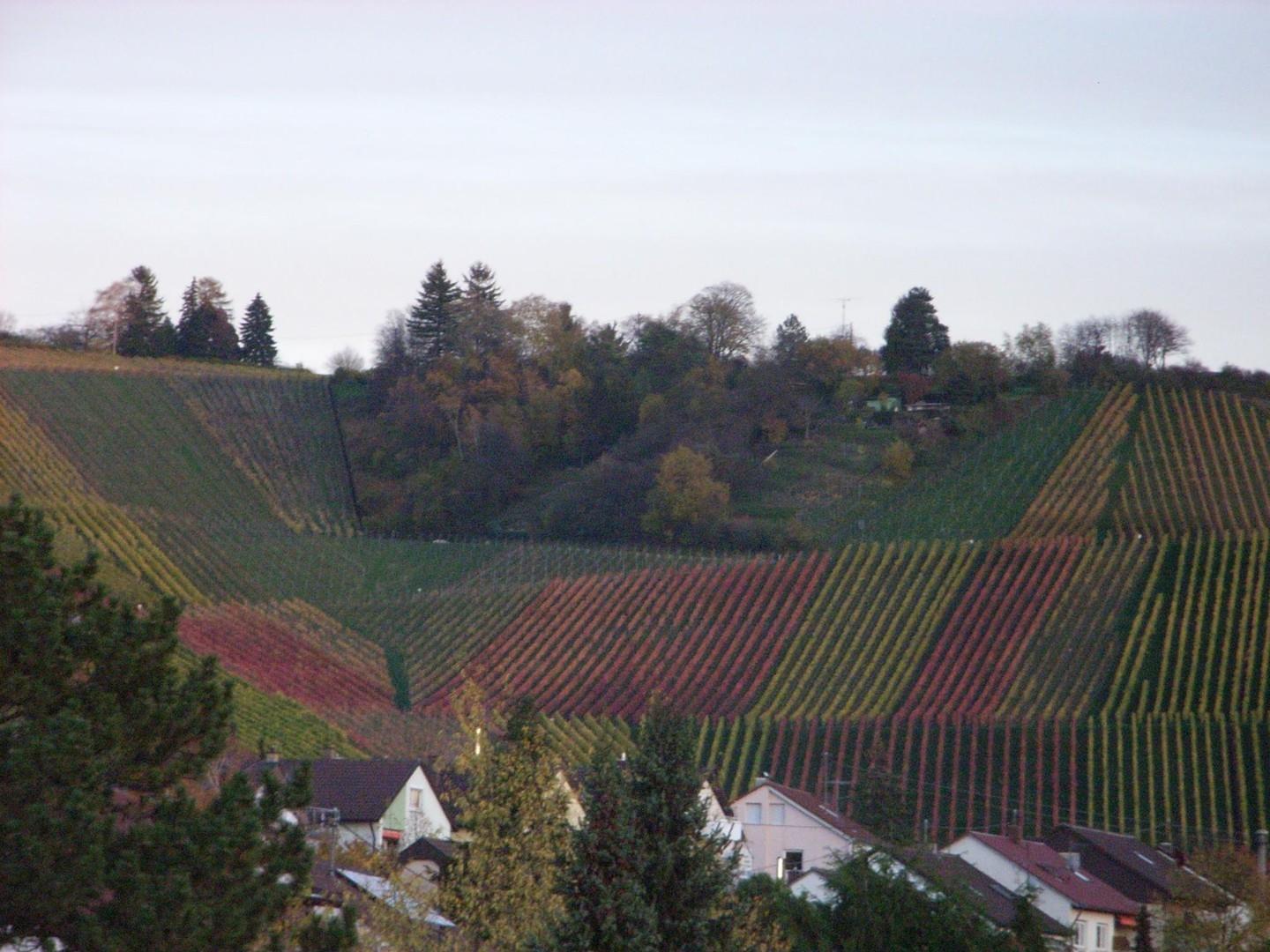 Blick auf Weinberge