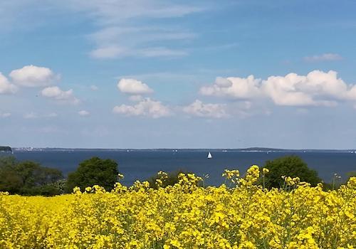 Rapsblüte in der Nähe